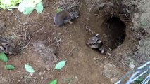 Feeding & Raising Rescued Wild Baby Bunnies 3