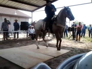 caballos bailando guapangos