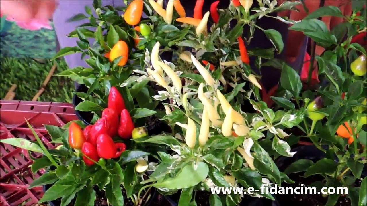 Tombul Yukarı Bakan Siyah Turuncu Süs Biberi Fidanı