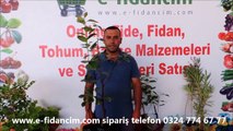 Aşılı Sertifikaklı Trabzon Hurması Ağacı Fidanı Satışı Fidan Özellikleri