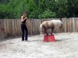 poney dressage cirque spectacle