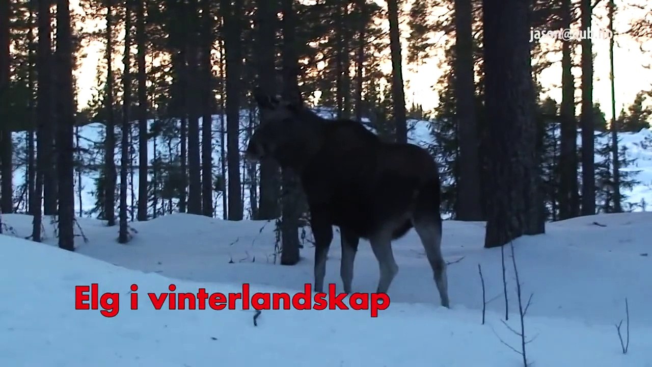Skogen vinterkonge