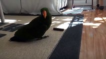 Eclectus parrot playing on the floor