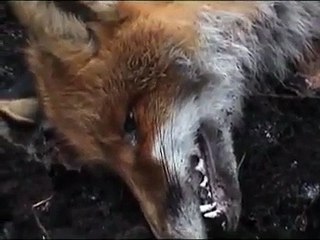 Загонная охота на копытных в Беларуси (часть1).f4v