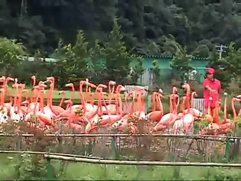 Flemingo Dance