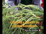 Video producción semilla local de hortalizas - cecasem