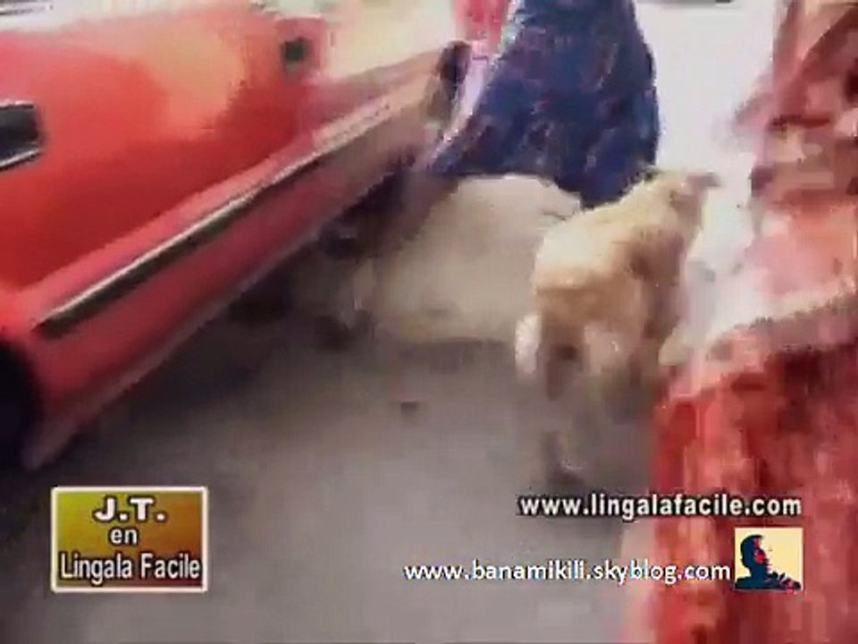 JT en lingala facile : le Muluba aurait t'il mangé le chien du voisin Mukongo?