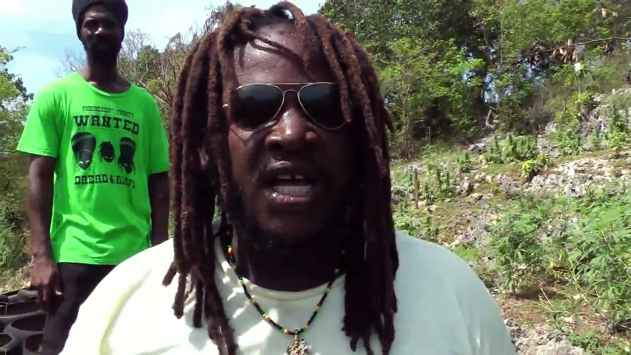 Jamaica 2014 Ganja Field Song