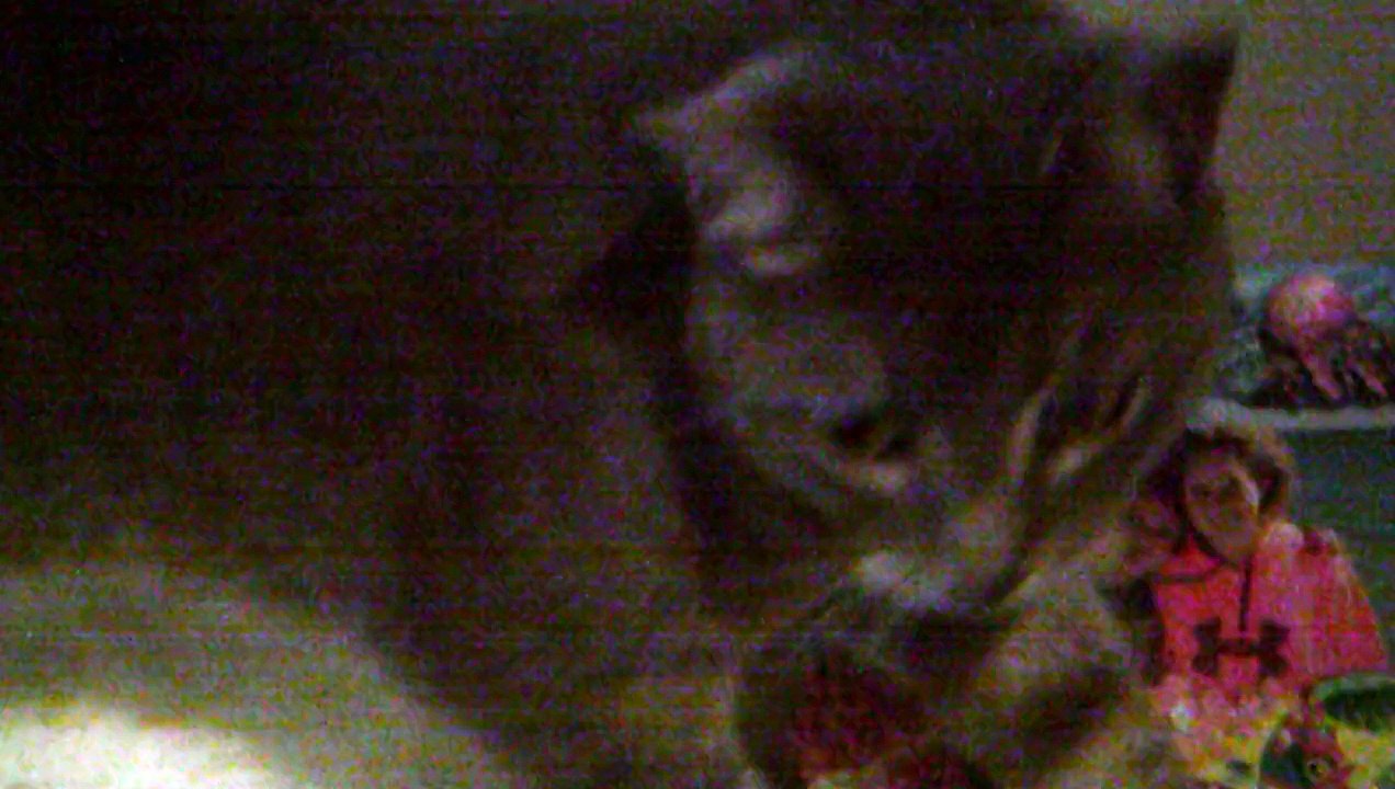 my cat smokey!!!