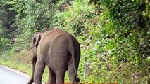angry elephant - Kerala Funny videos