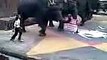 Funny Elephants Dancing at Taman Safari Indonesia Funny Animals Video