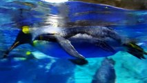 Auckland Attractions: Kelly Tarlton's Sealife Aquarium (2 of 2)