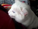 Funny Chattering Kitty