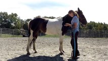 How to teach your horse to lay down safely and simply!