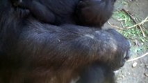 Baby gorilla   Gorilla baba   Bébi gorilla