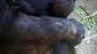 Baby gorilla / Gorilla baba / Bébi gorilla