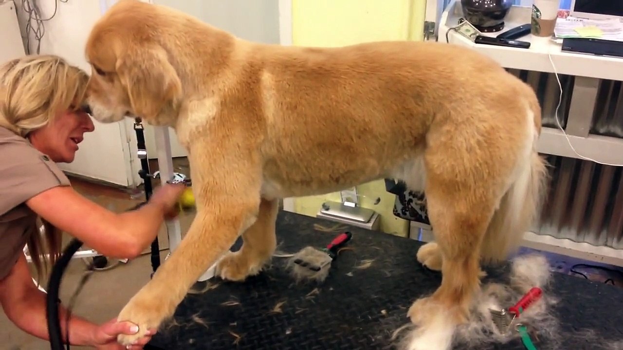 Westlake Village Pet Grooming, It's Pawfect- Summer Cut on a Golden!
