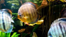 野生種七彩神仙魚混養缸 -- Wild Discus Fish Tank
