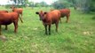 Red Angus Composite Heifers