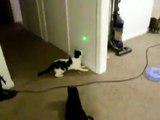 3 Cats vs. Laser Pointer