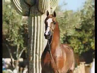 Arabian Stallion Adoniis