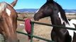 Geldings Talking - Special Horse Whisperer Rope Halter- Roper 2 of 3 - Natural Horsemanship