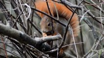 Eichhörnchen hat Hunger - Red Squirrel Eating - Sciurus vulgaris