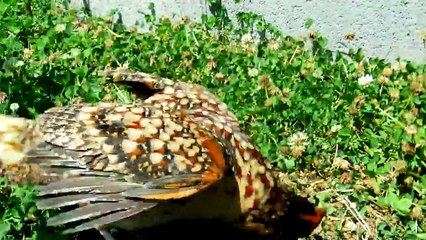 This cabot likes me realy!!!!