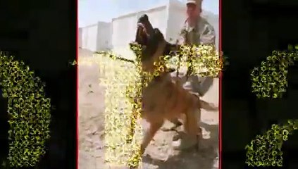 homenaje a los perros militares (war dogs tribute)