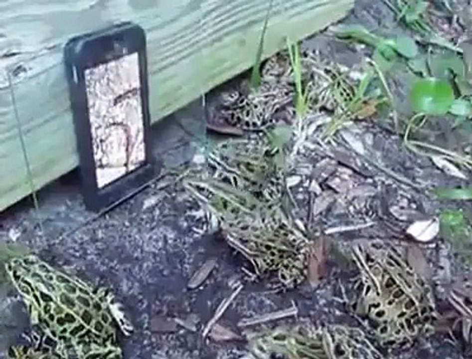 many frogs funny