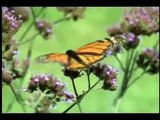 Hoàn thiện vòng đời của loài bướm Monarch [thegioicontrung.info]