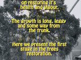 Bonsai Trees - Restoring an Old Master (Re-edit)