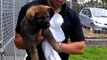 New Police Dog Puppies Meet the Media at Operational Support Services - West Yorkshire Police