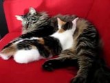 norwegian forest cat with kitten - very much in love