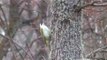 GRÖNGÖLING  European Green Woodpecker  (Picus viridis)   Klipp - 516