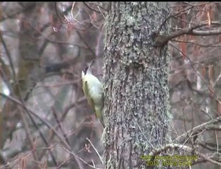 Video herunterladen: GRÖNGÖLING  European Green Woodpecker  (Picus viridis)   Klipp - 516