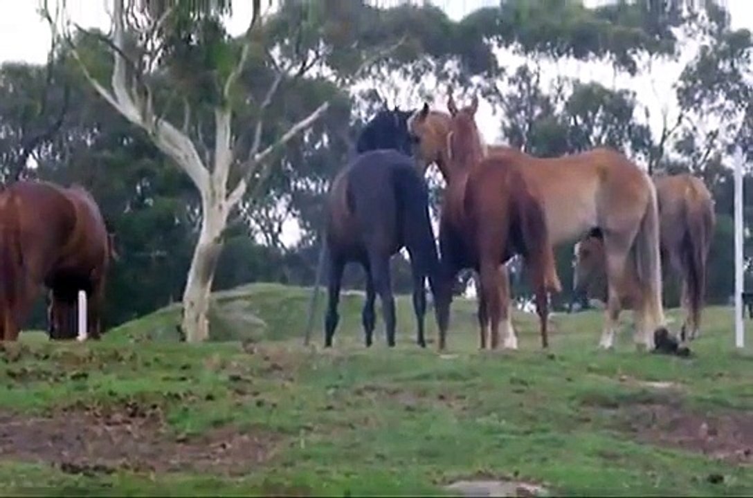 Ponies in the Paddock
