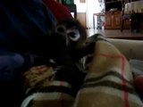 Pancho, the Spider Monkey, 1st video eating banana