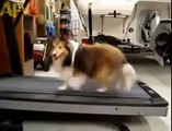 Dog Cheats on the Treadmill,Funny dog: Dog cheating on Treadmill  2015