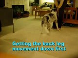 Border collie puppy splash 4 months- amazing tricks - light switches and side stepping