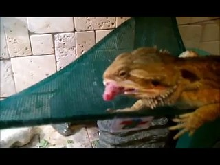 Bearded Dragon - Rocky vs Rosey - Pinky Mouse