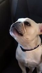 Chaz Michael Michaels the French Bulldog
