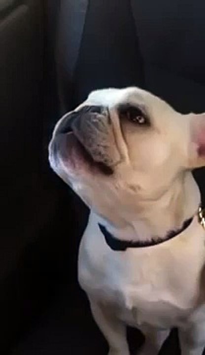 Chaz Michael Michaels the French Bulldog