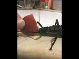 Giant Spiny Stick Insect eating apple