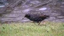 birds be... common starling