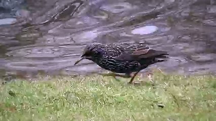 birds be... common starling