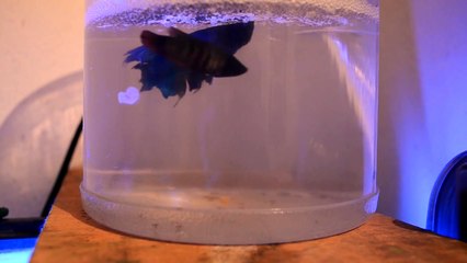 Mis peces Betta reproduciendose