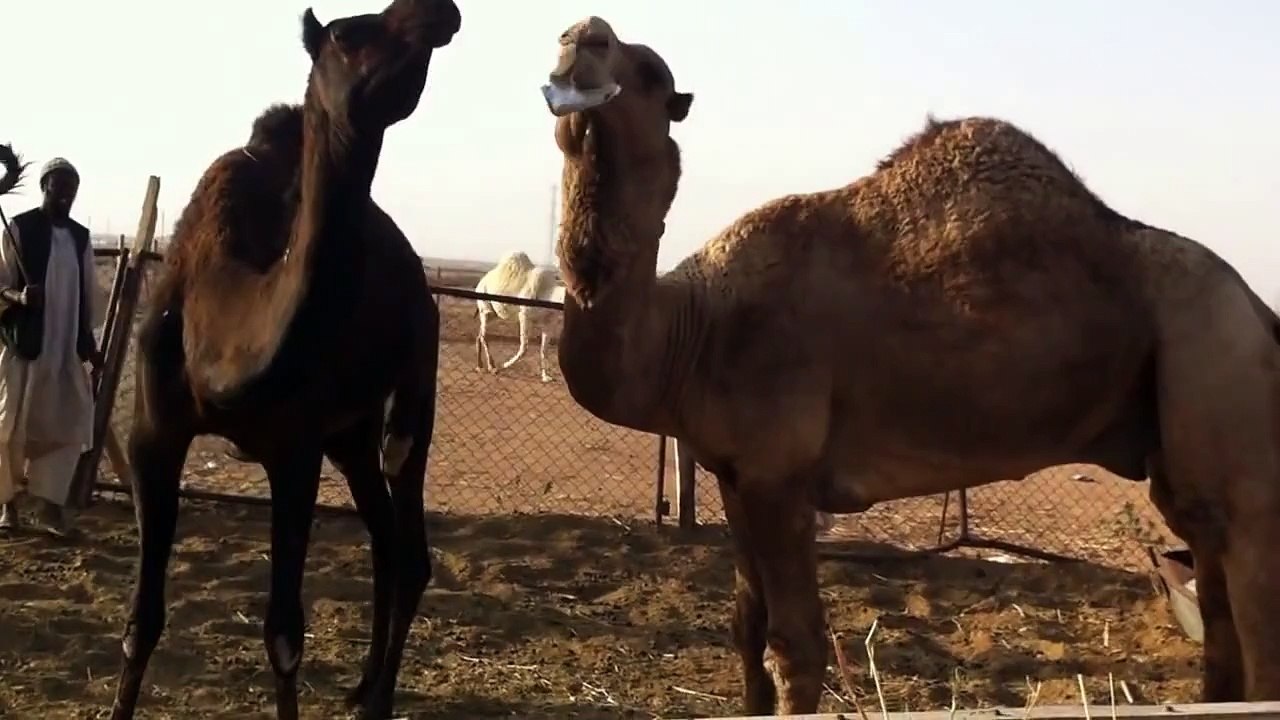 فحل يضرب ناقة 2