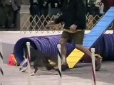 Border Collies Competing in Agility Trail