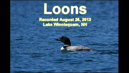 Loons calling to each other (audio only)